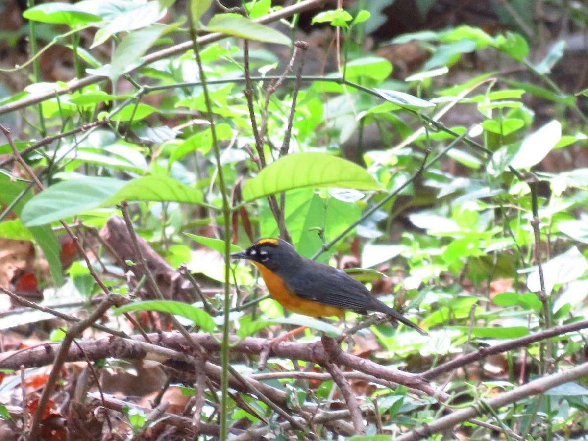 Fan-tailed Warbler - ML635720134