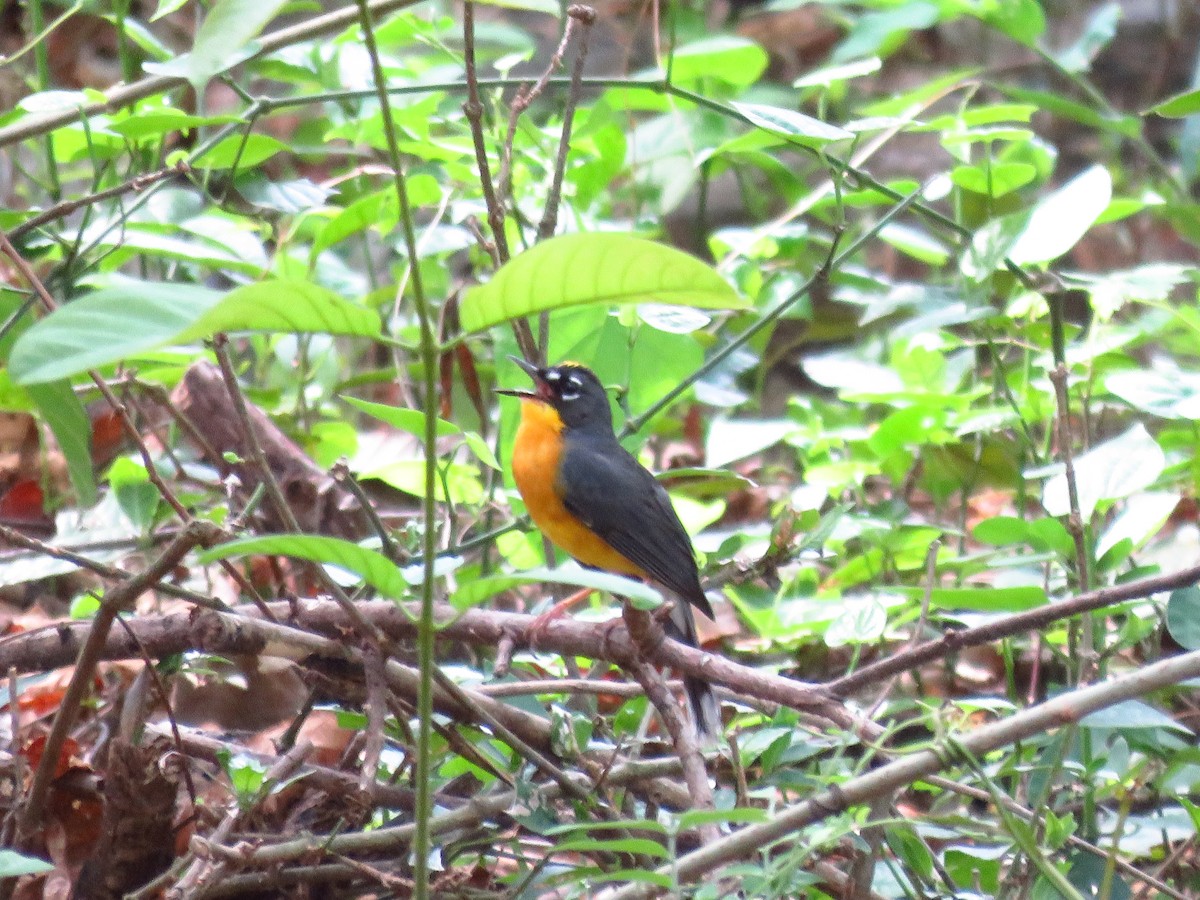 Fan-tailed Warbler - ML635720135