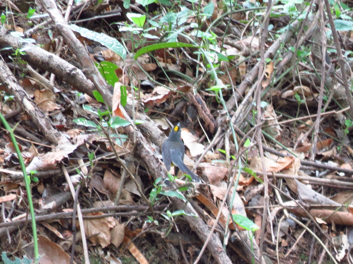 Fan-tailed Warbler - ML635720142