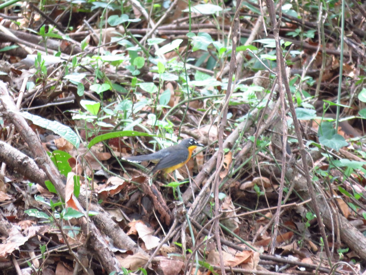 Fan-tailed Warbler - ML635720143