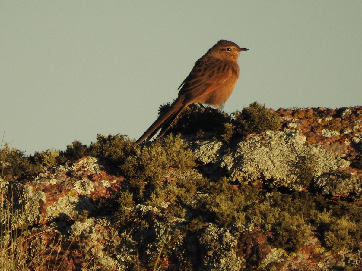 Streak-backed Canastero (Puna) - ML635720166