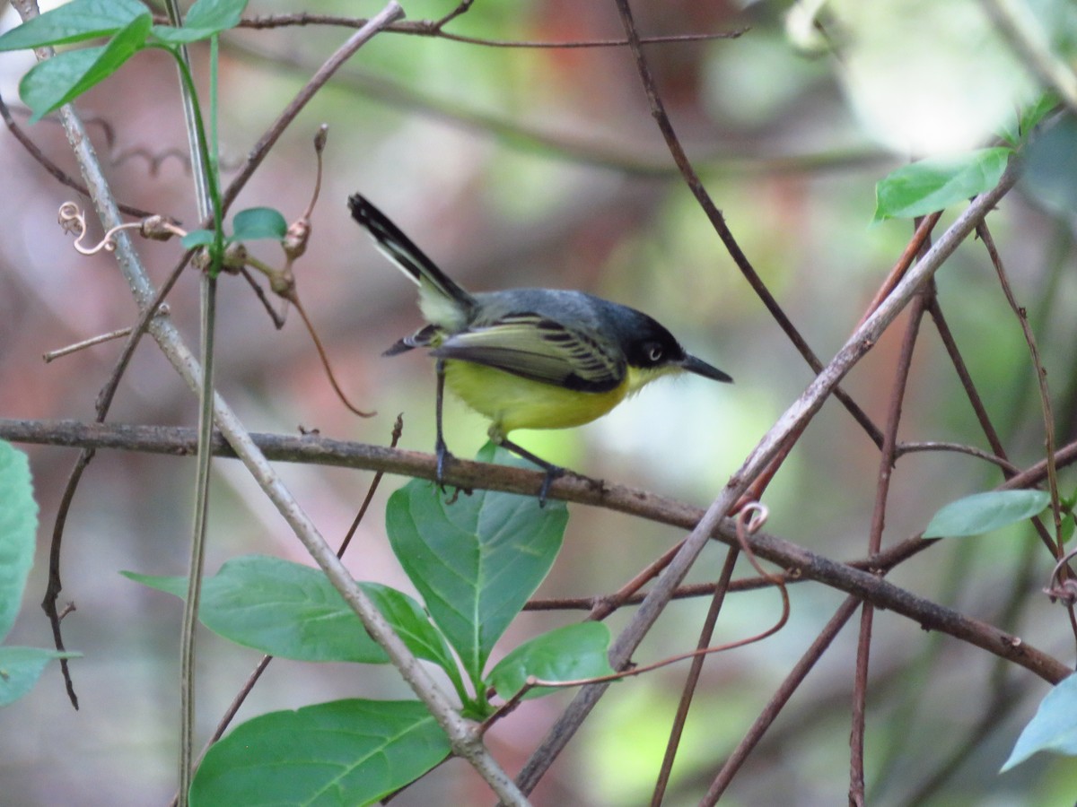 Common Tody-Flycatcher - ML635720188