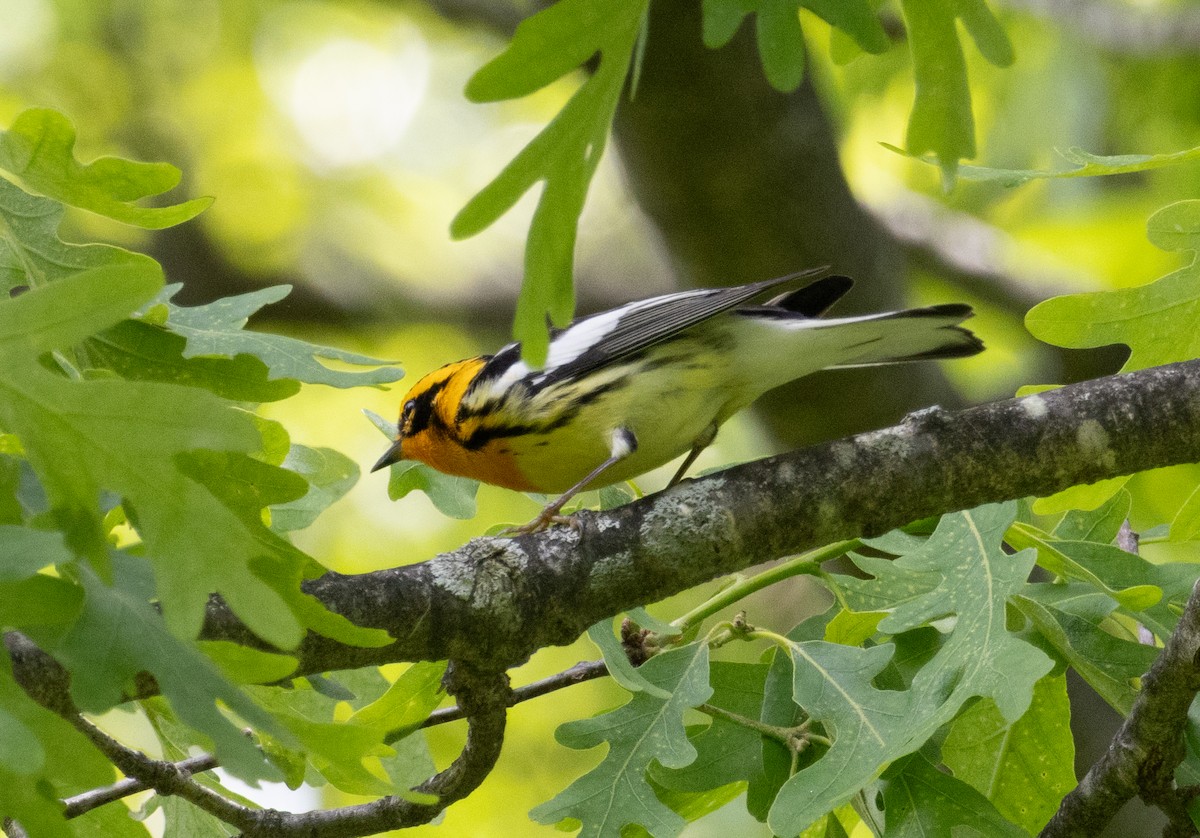 Blackburnian Warbler - ML635720218
