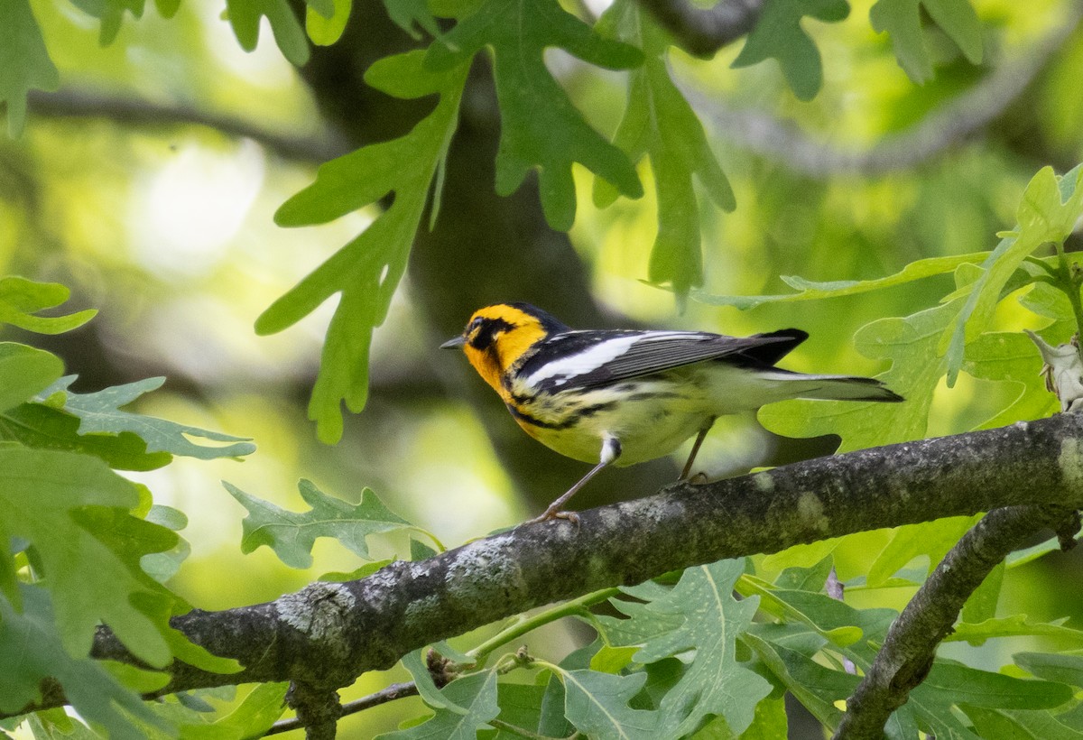 Blackburnian Warbler - ML635720219