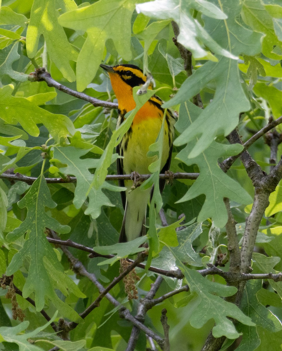 Blackburnian Warbler - ML635720220