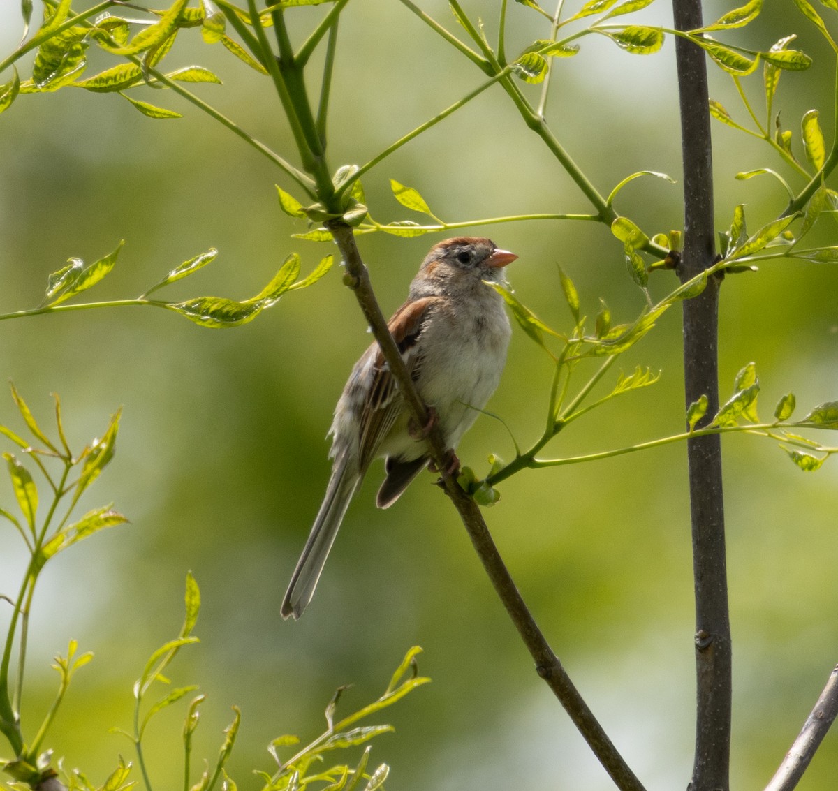 Field Sparrow - ML635720251