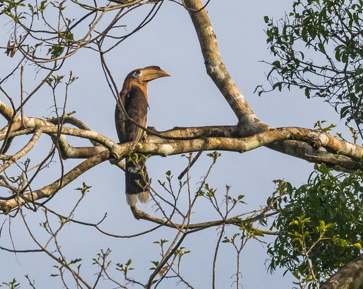 Rusty-cheeked Hornbill - ML635720289
