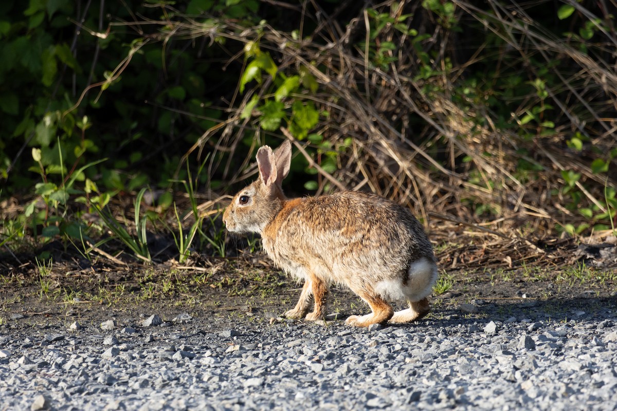 Eastern Cottontail - ML635720302