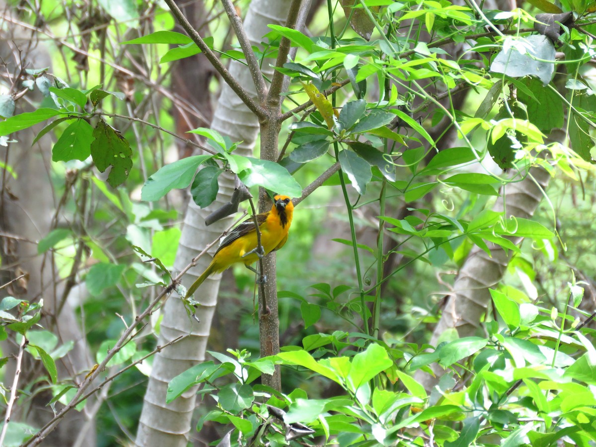 Streak-backed Oriole - ML635720314