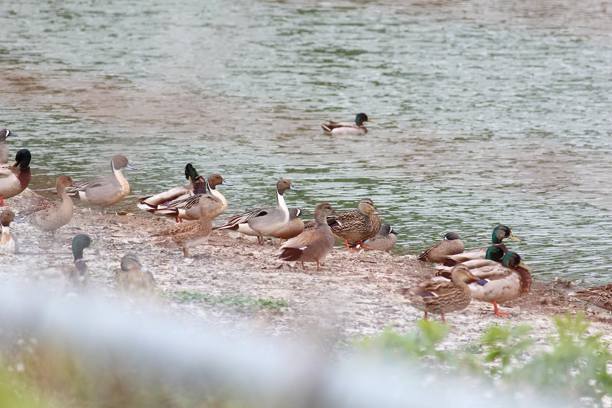 Blue-winged Teal - ML635720369