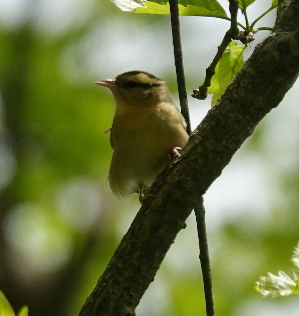 Worm-eating Warbler - ML635720410