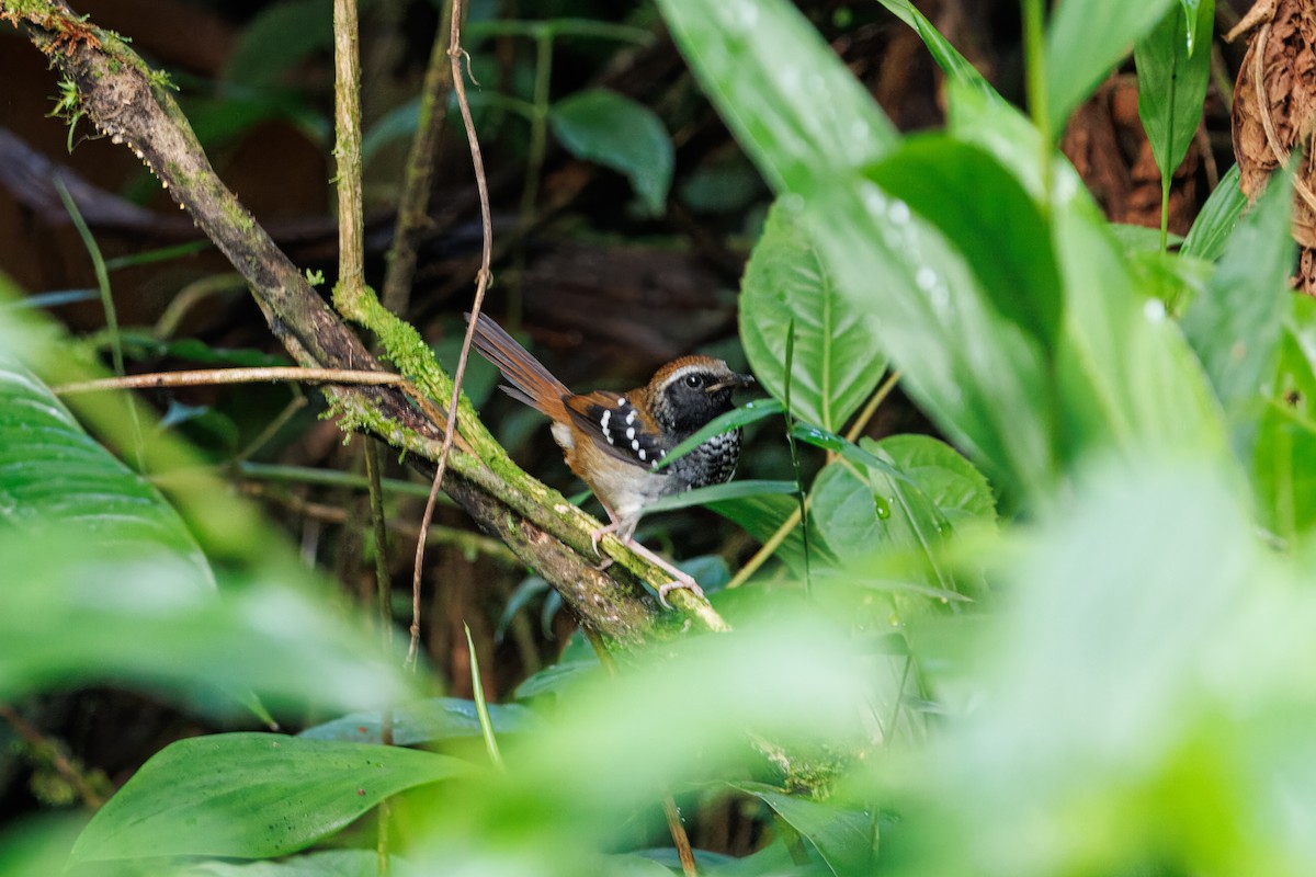 Squamate Antbird - ML635720437