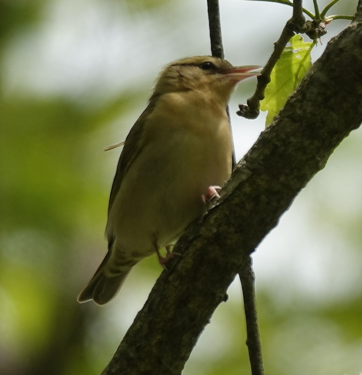 Worm-eating Warbler - ML635720458