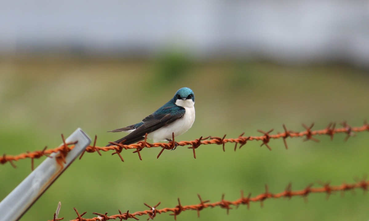 Tree Swallow - ML635720502