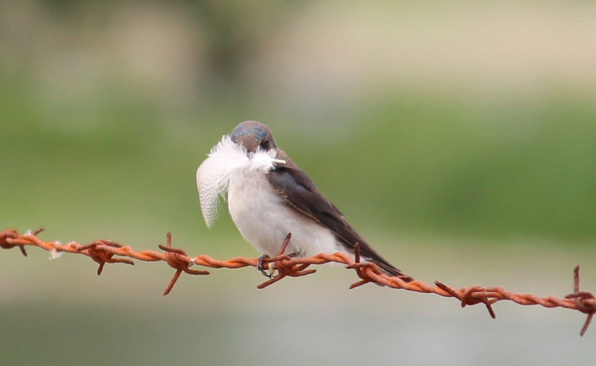 Tree Swallow - ML635720503