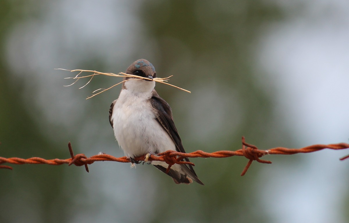 Tree Swallow - ML635720505
