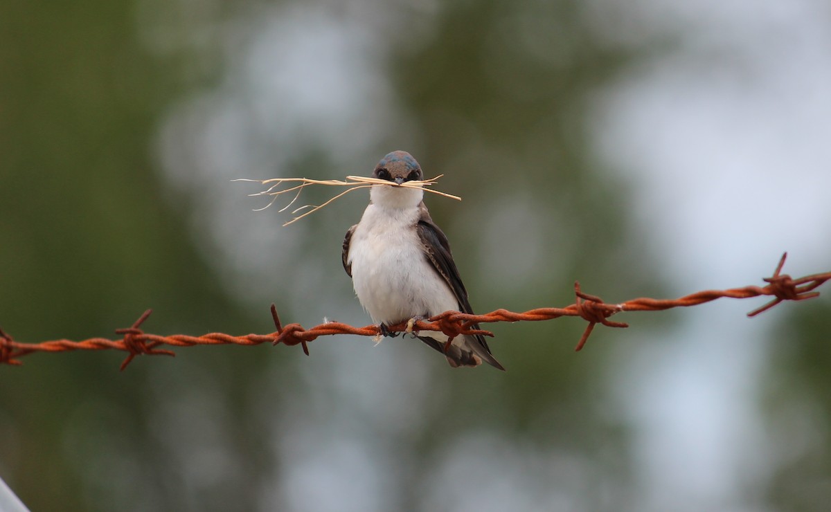 Tree Swallow - ML635720506