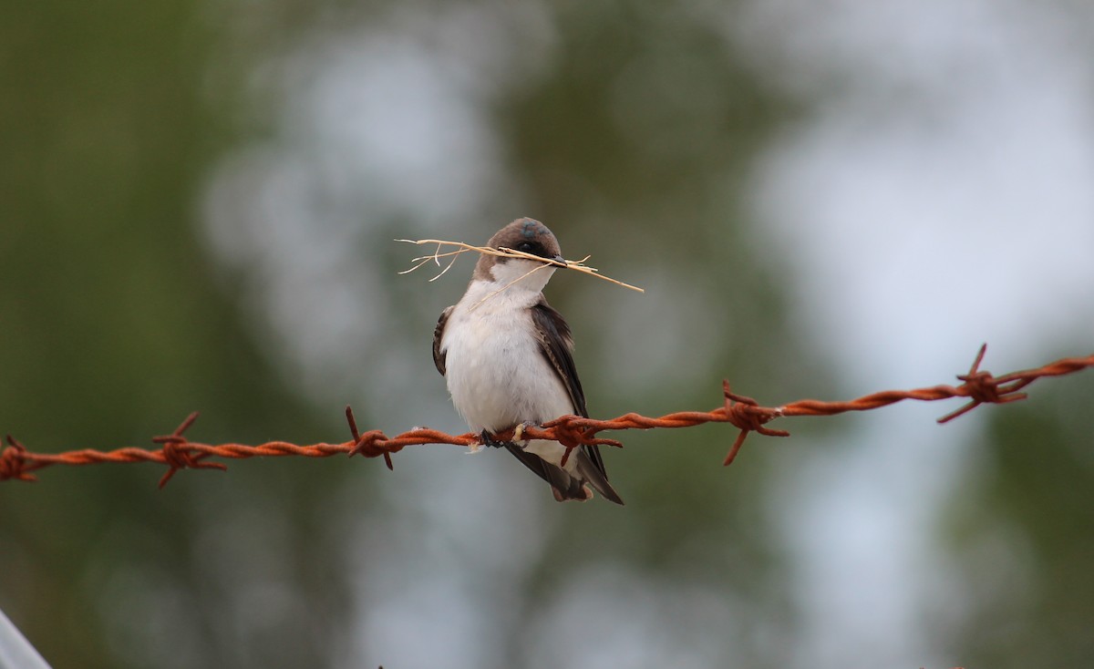 Tree Swallow - ML635720507