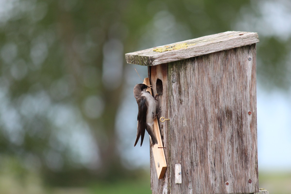Tree Swallow - ML635720512