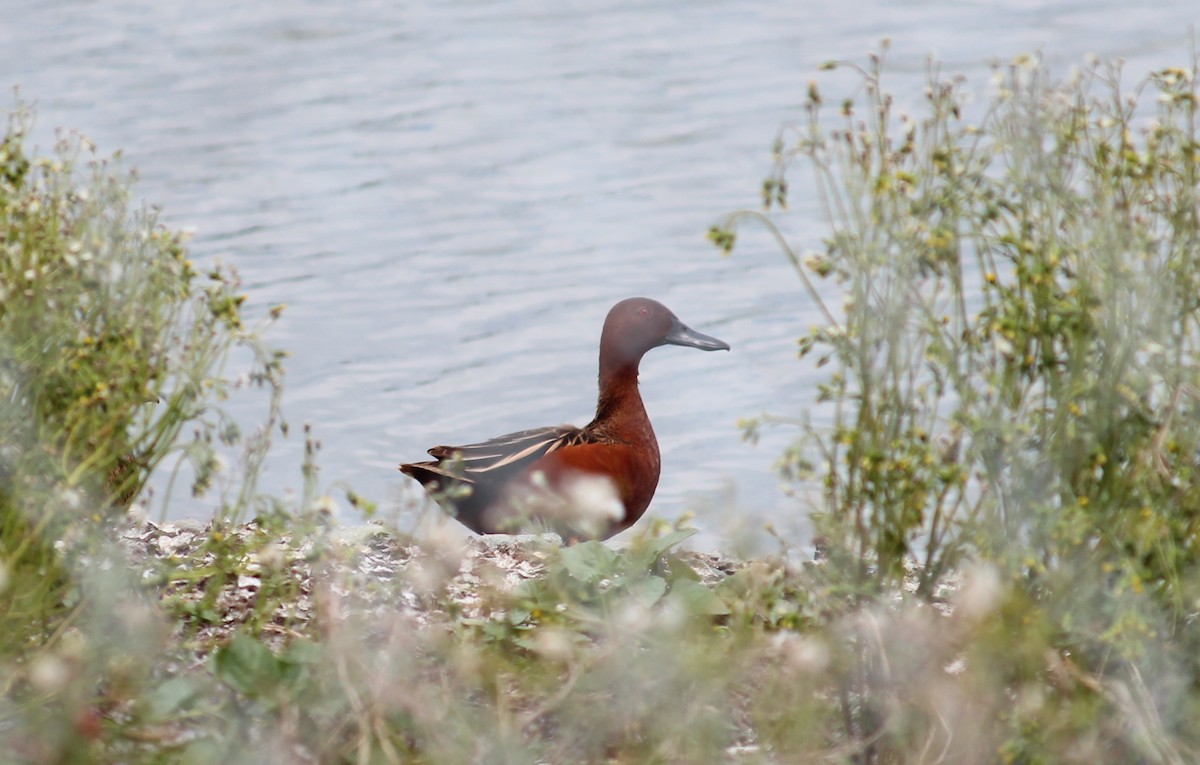 Cinnamon Teal - ML635720585