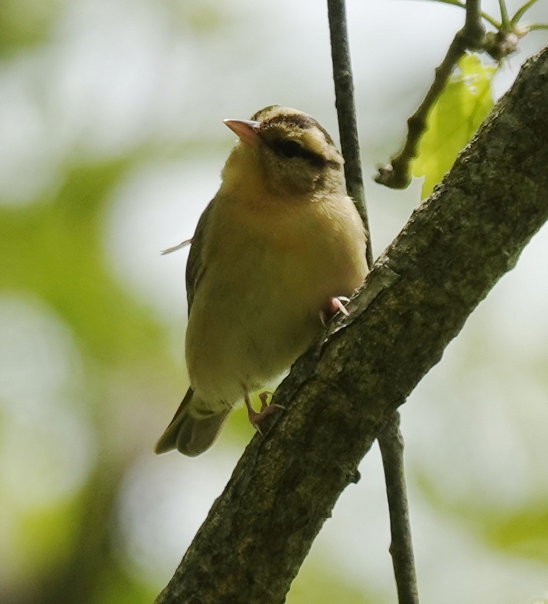 Worm-eating Warbler - ML635720598