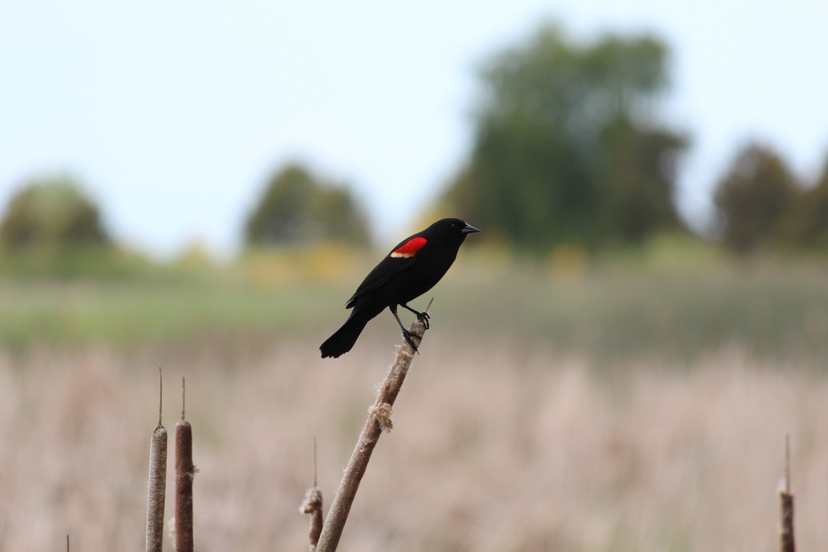 Red-winged Blackbird - ML635720618
