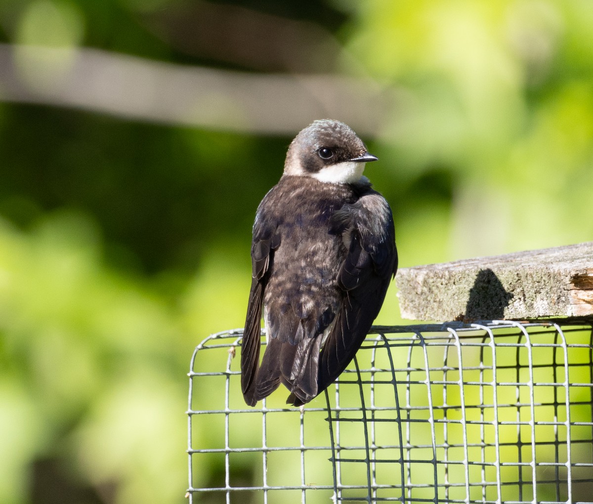 Tree Swallow - ML635720730