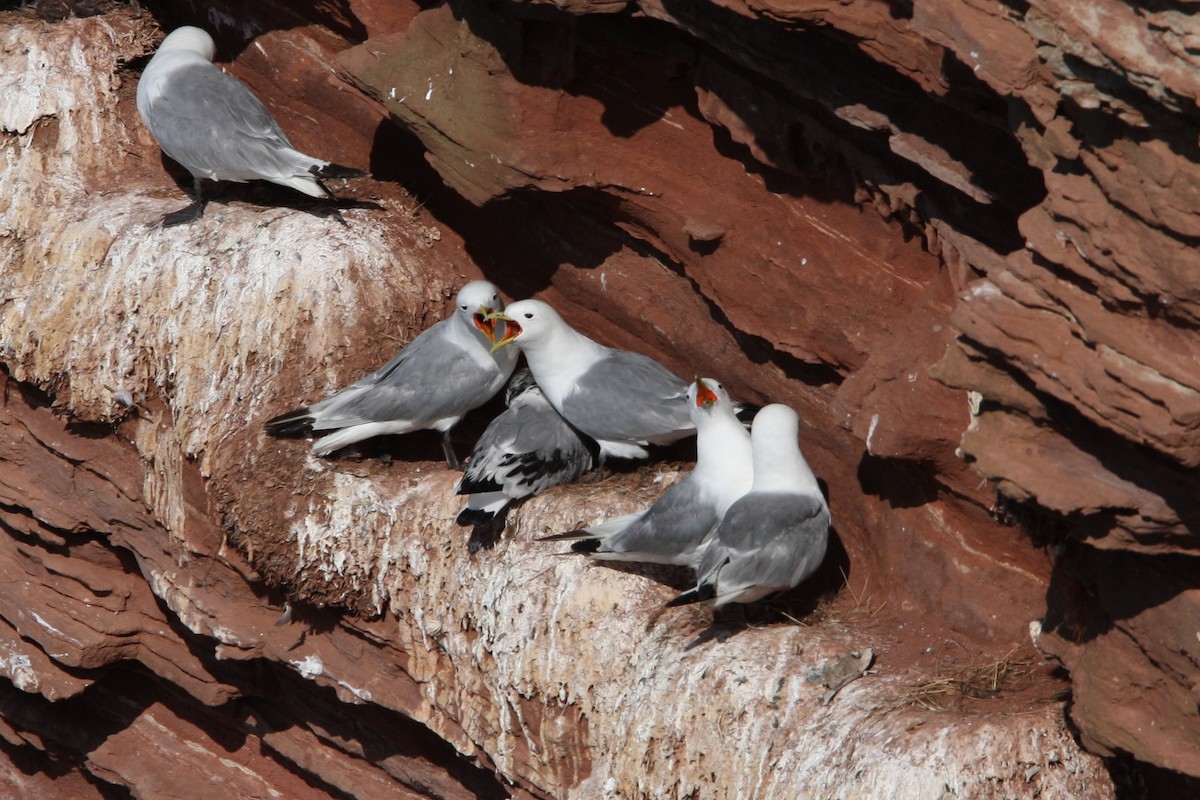 Black-legged Kittiwake (tridactyla) - ML63572091