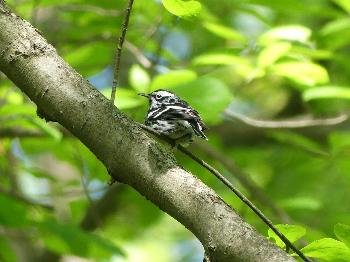 Black-and-white Warbler - ML635720943