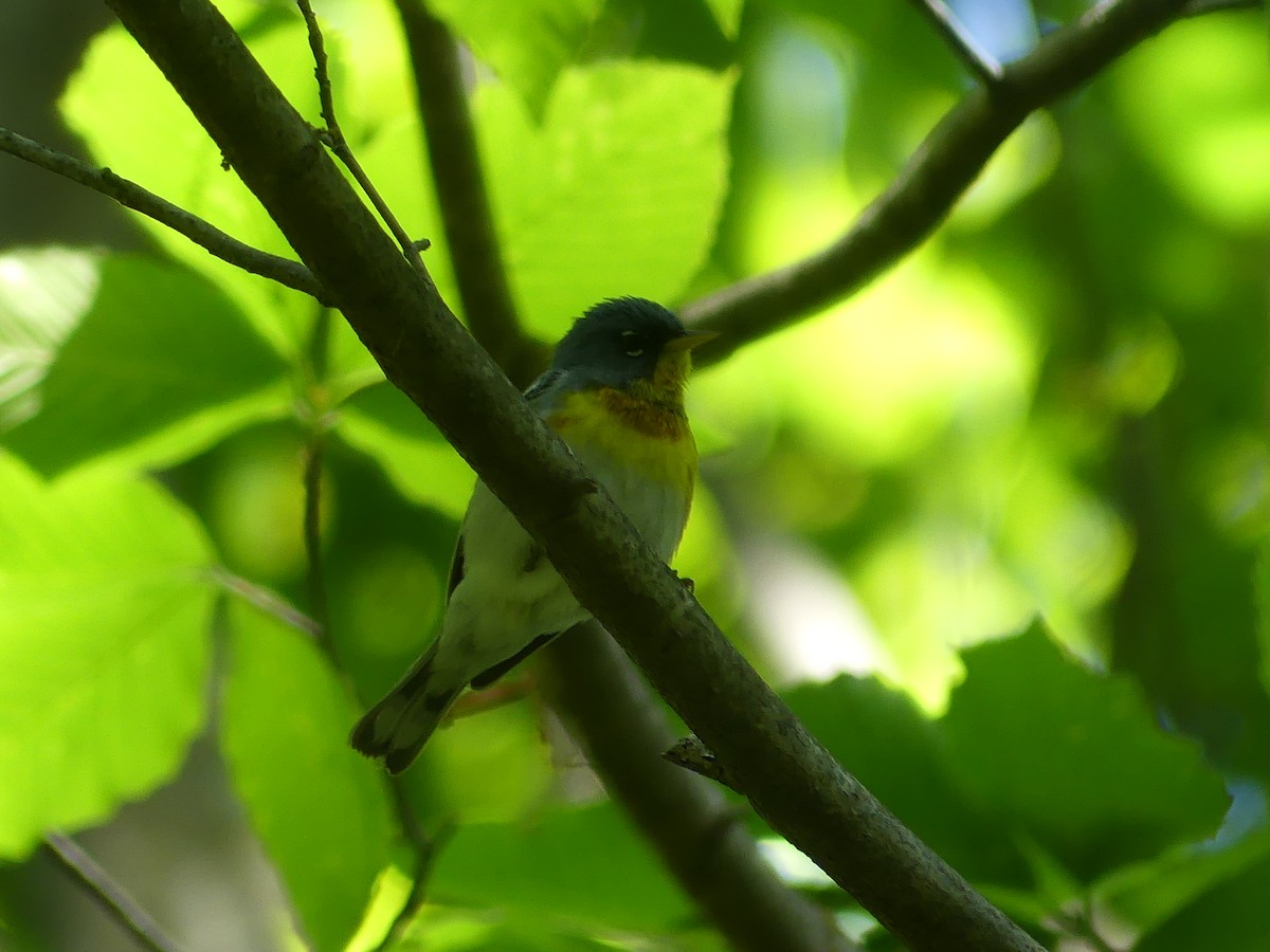 Northern Parula - ML635720977