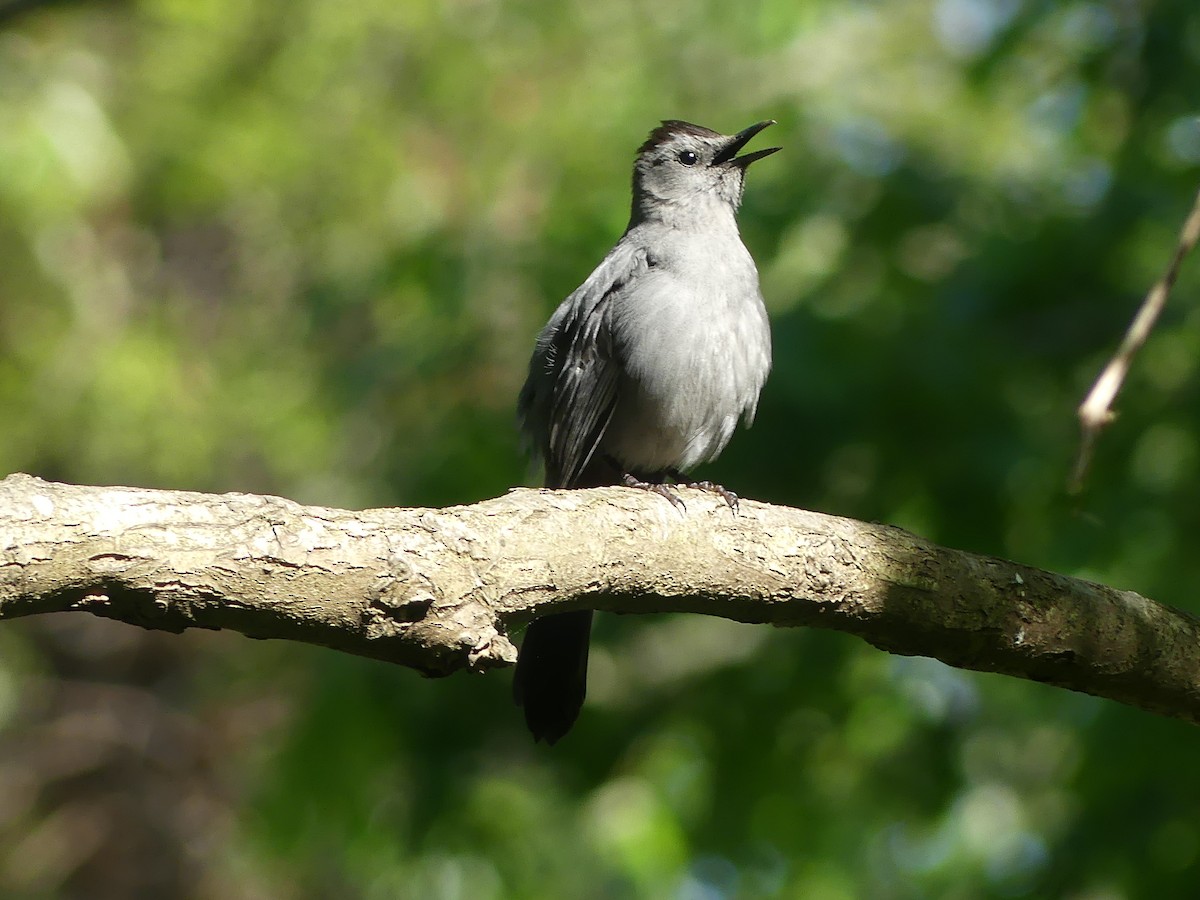 Gray Catbird - ML635720989