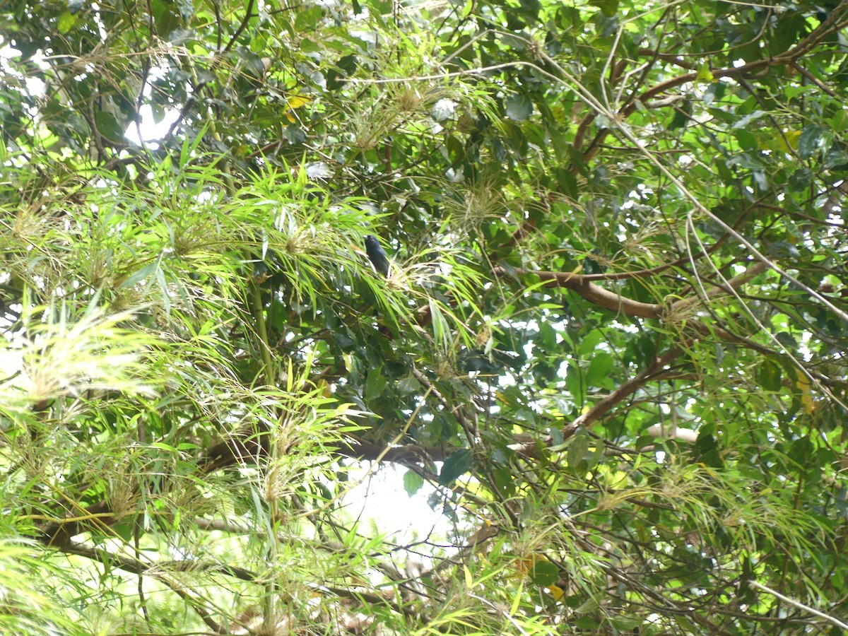Blue Seedeater - ML635721017