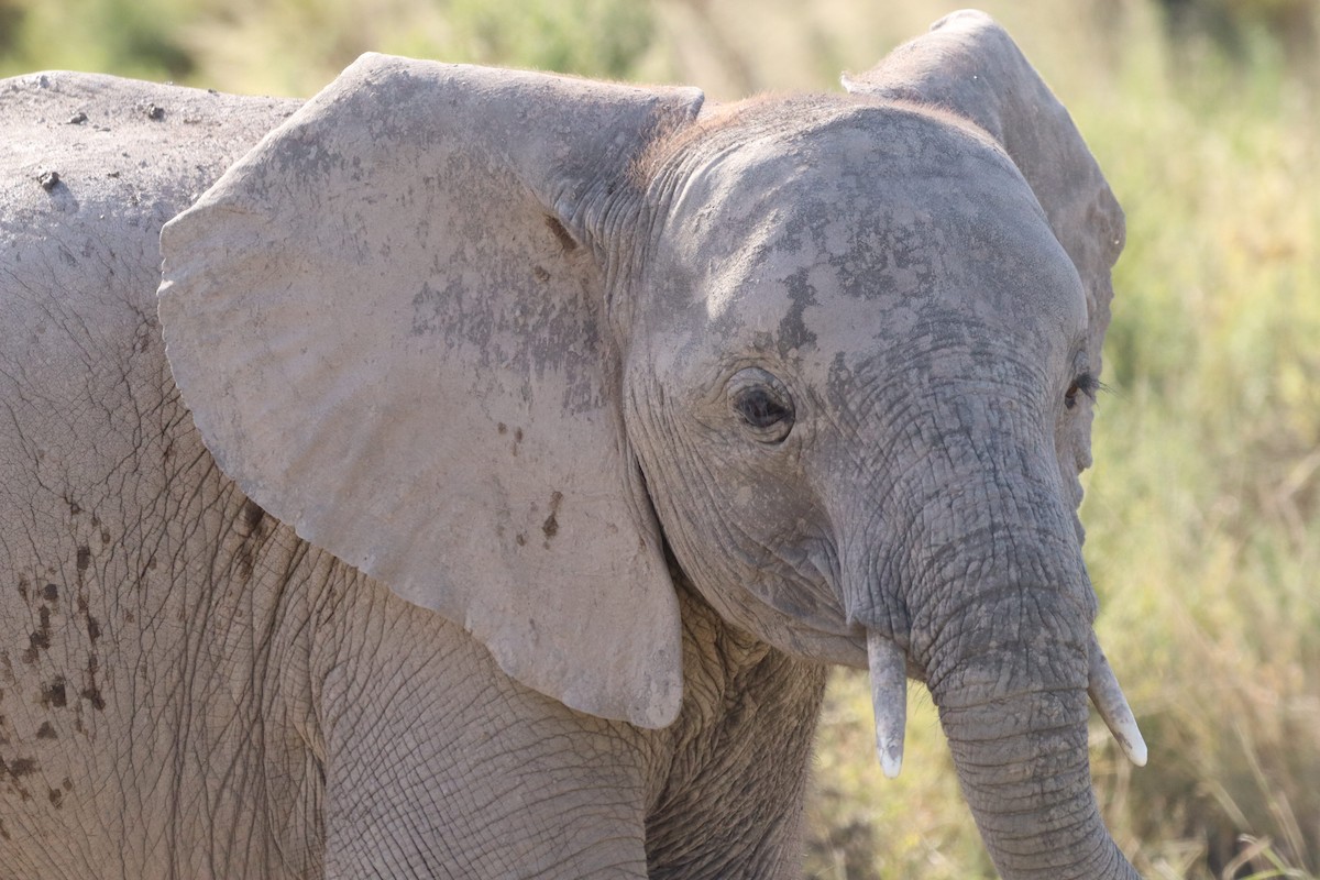 African Elephants - ML635721157