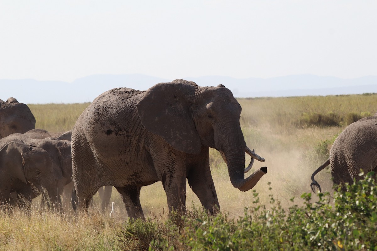 African Elephants - ML635721158