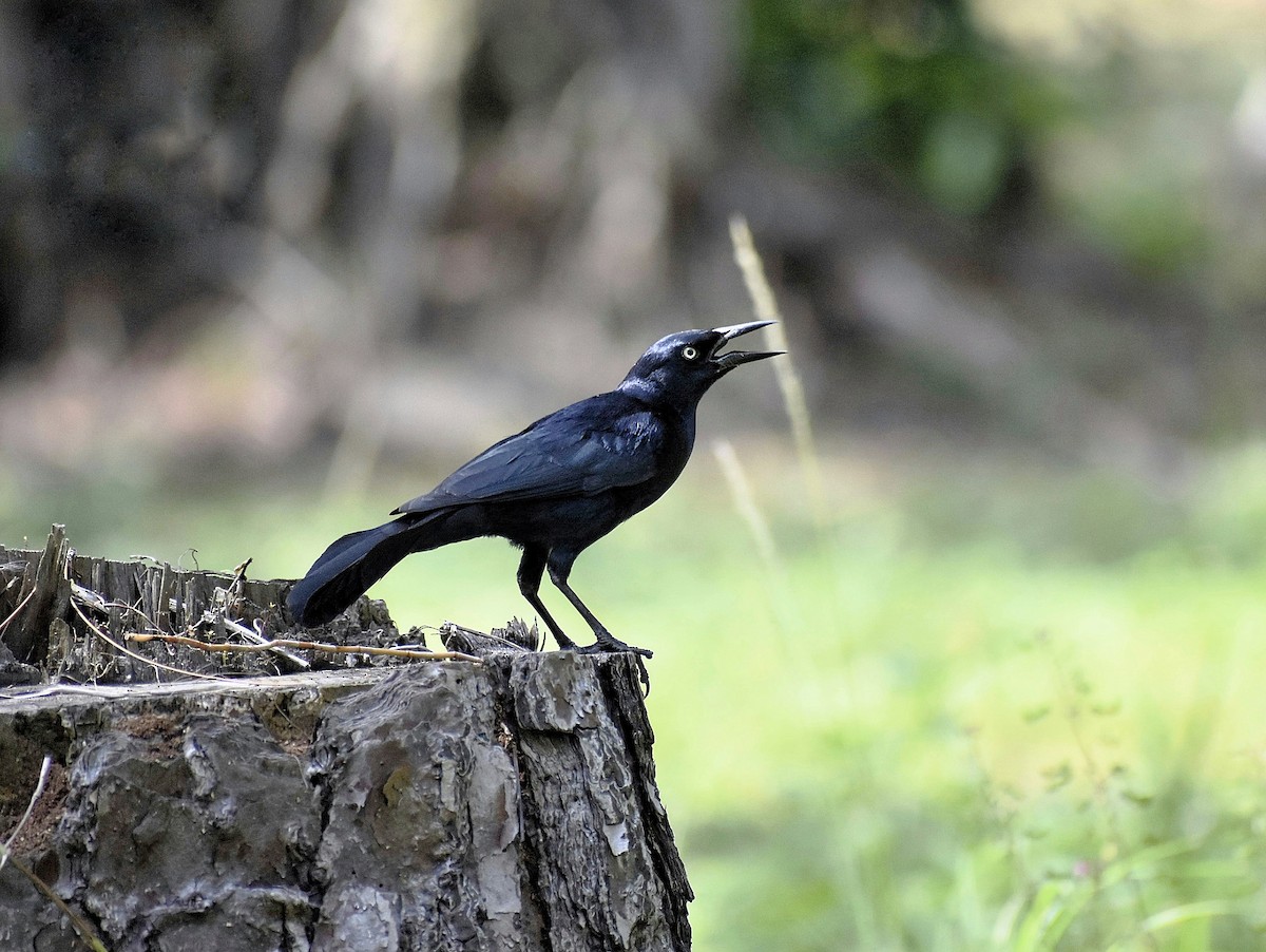 Greater Antillean Grackle - ML635721234