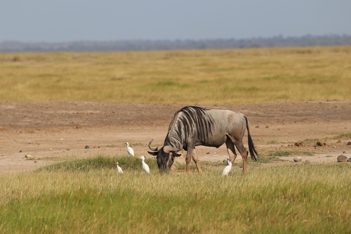 Wildebeests - ML635721276