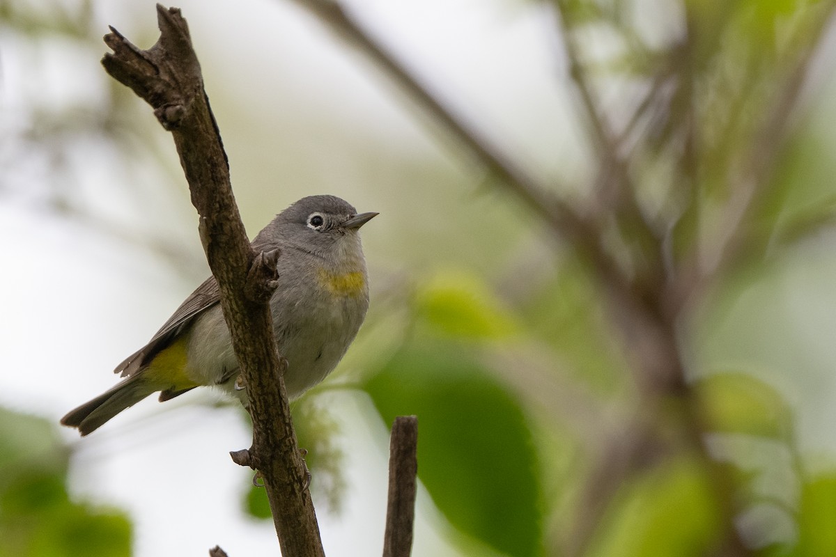 Virginia's Warbler - ML635721286