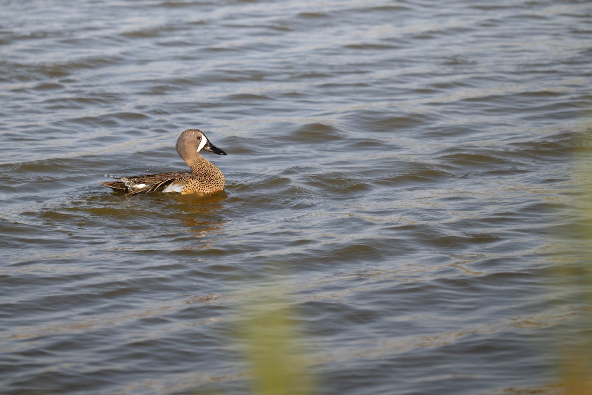 Blue-winged Teal - ML635721299
