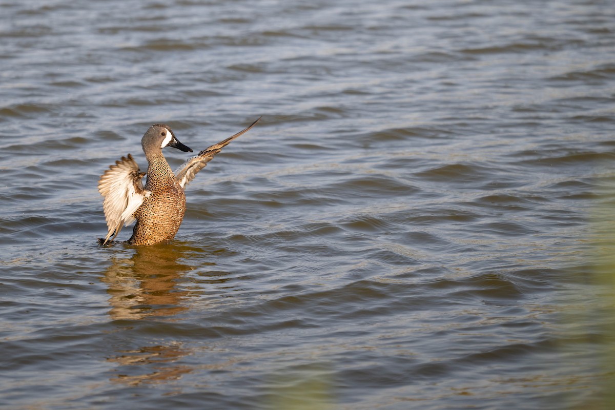 Blue-winged Teal - ML635721300