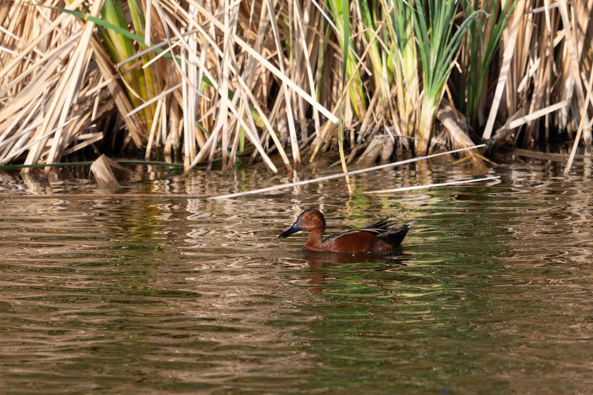 Cinnamon Teal - ML635721318