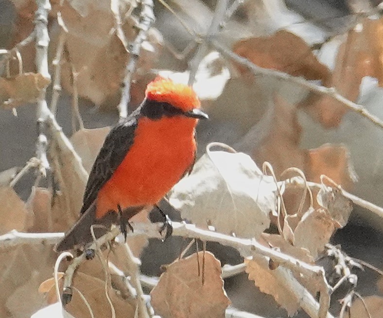 Vermilion Flycatcher - ML635721327