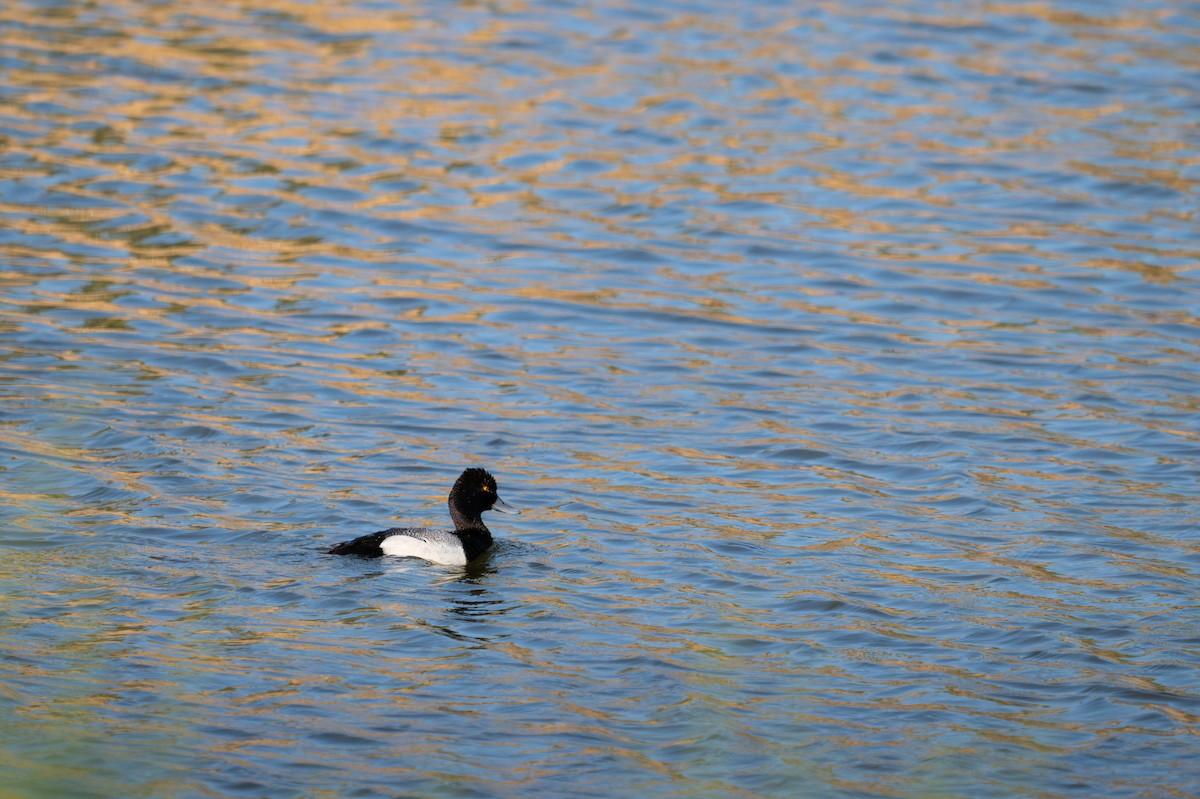 Lesser Scaup - ML635721380