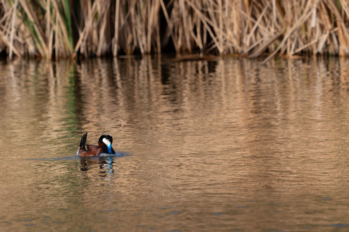 Ruddy Duck - ML635721393