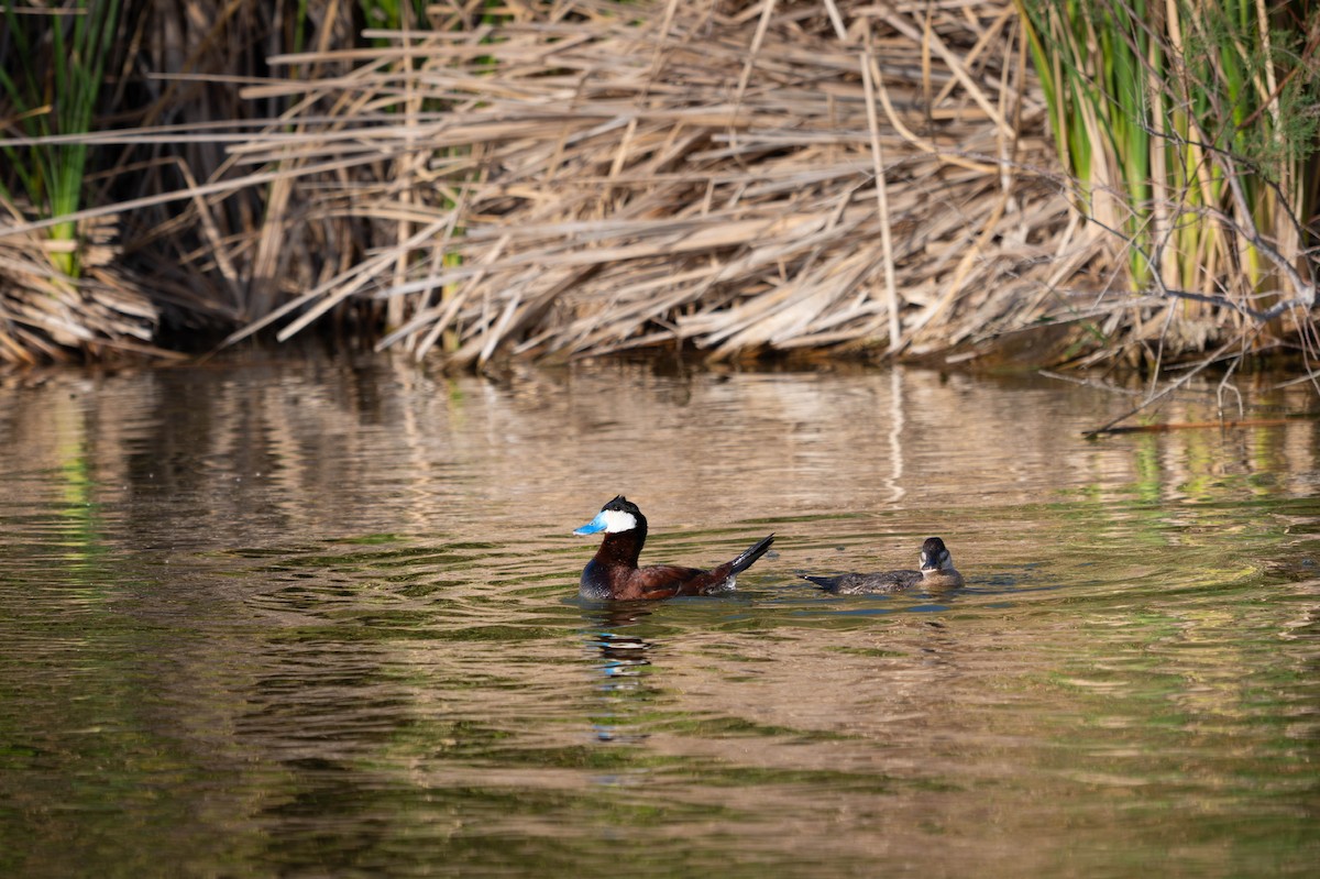Ruddy Duck - ML635721394