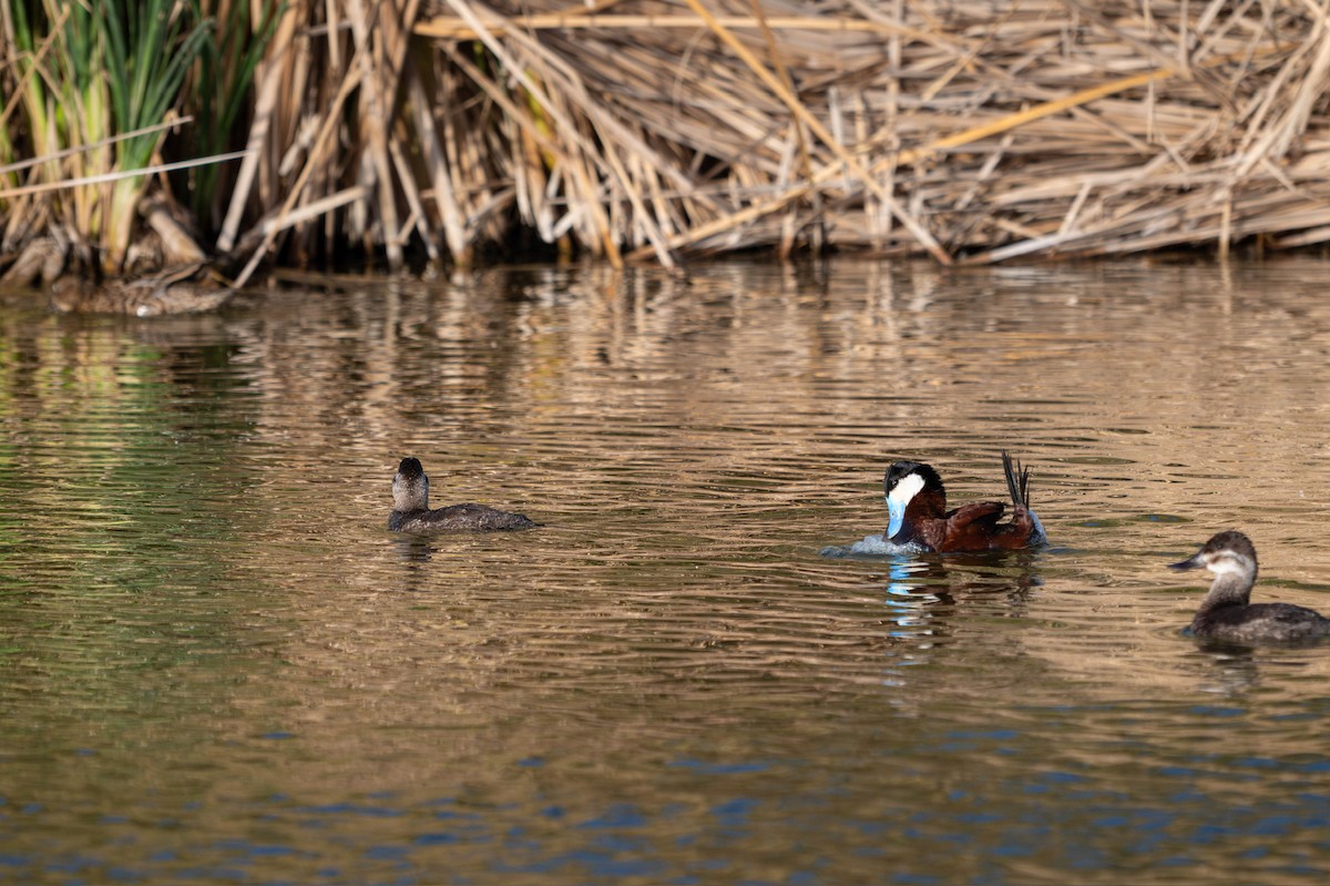 Ruddy Duck - ML635721395