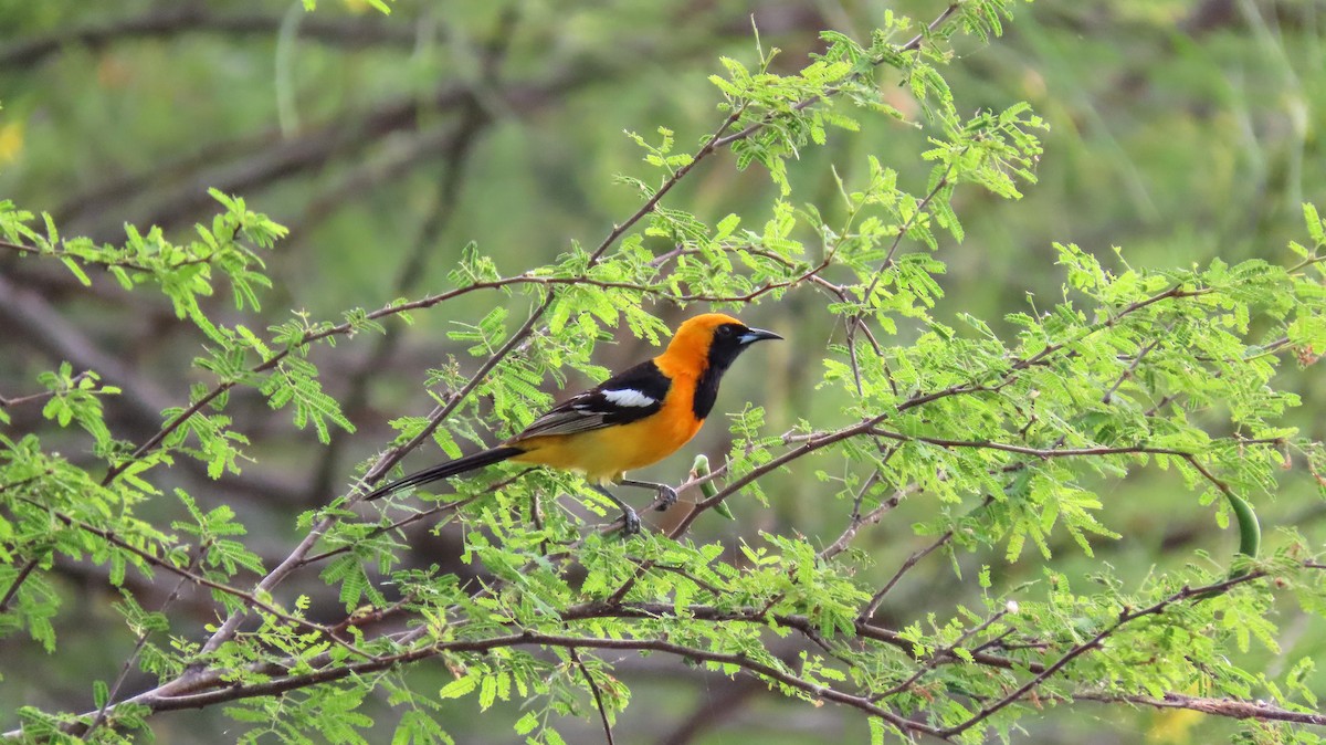 Hooded Oriole - ML635721430