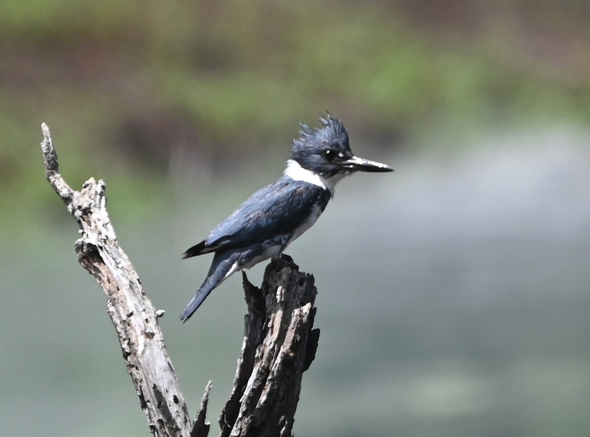 Belted Kingfisher - ML635721438