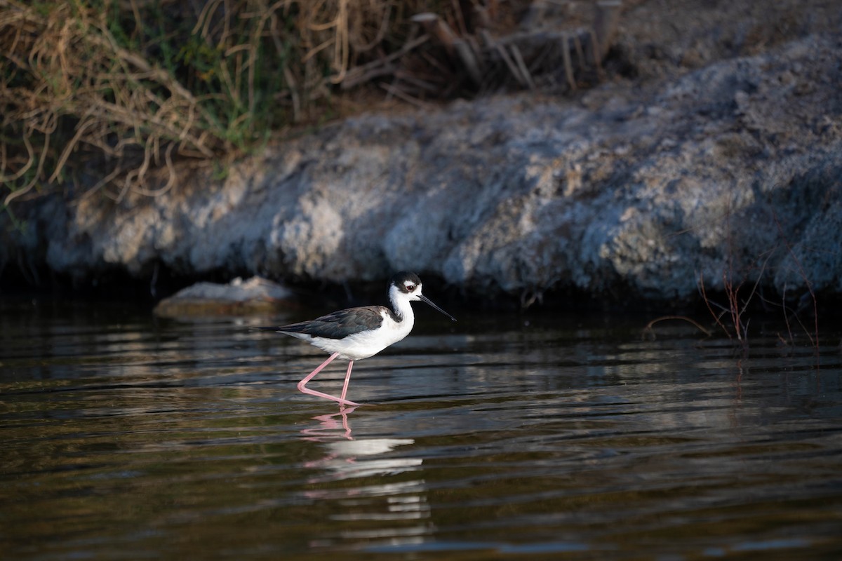 Black-necked Stilt - ML635721449