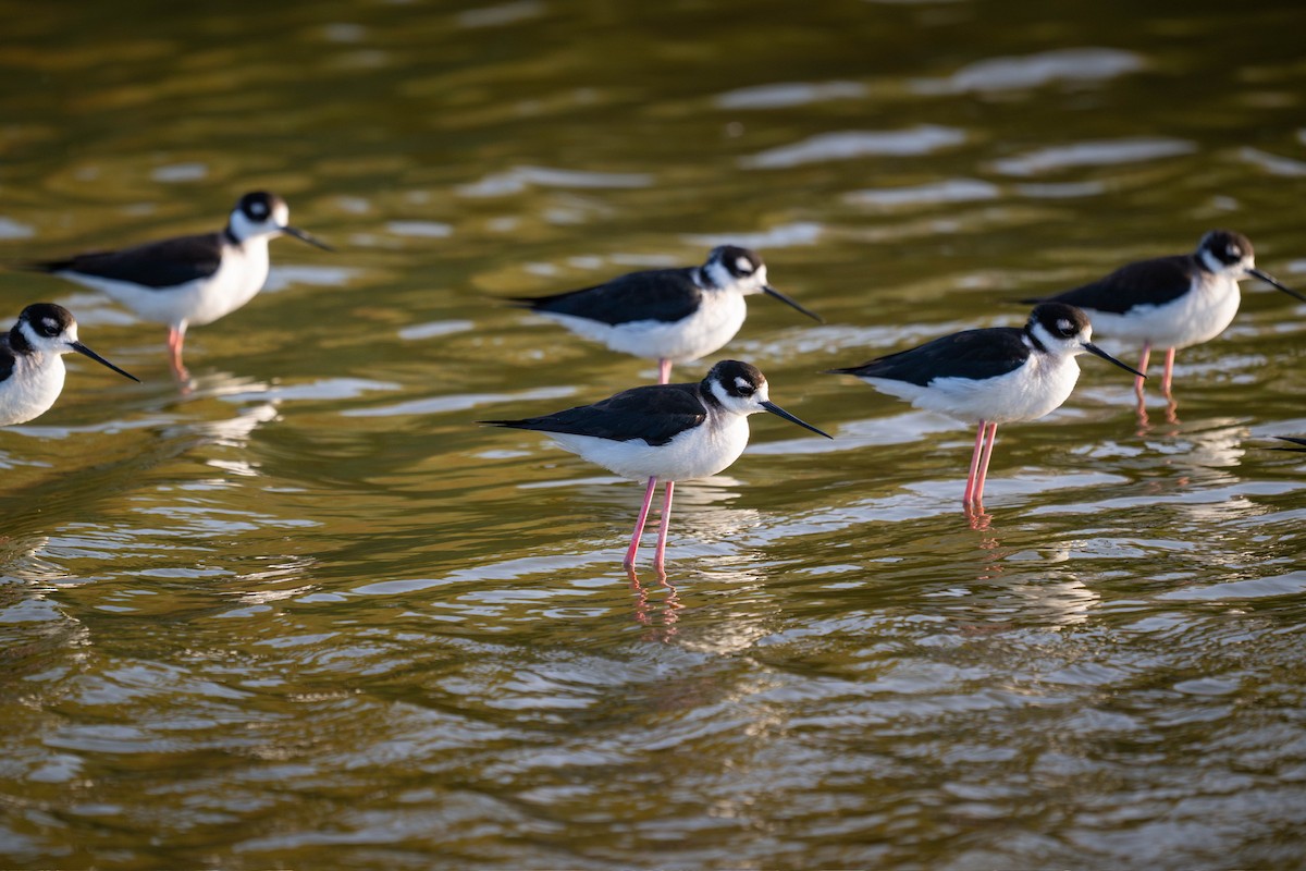 Black-necked Stilt - ML635721450