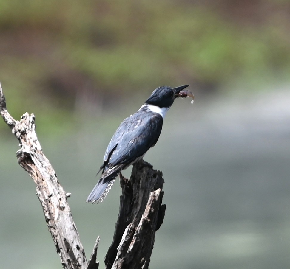 Belted Kingfisher - ML635721453